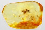 Fossil Aphid (Aphidoidea) & Caddisfly (Trichoptera) in Baltic Amber #372576-1